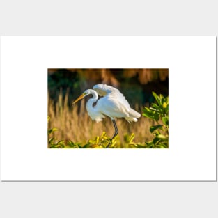 White Egret Posters and Art